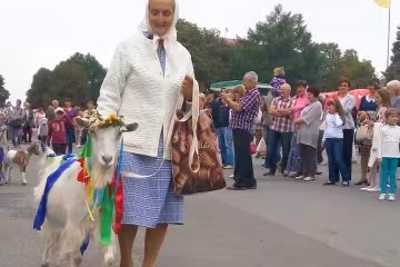 Белоснежная коза стала первой красавицей Тернопольщины - Звезда в хлеву и на параде