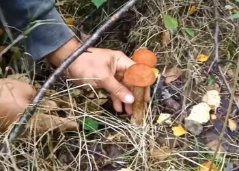 Грибы, фото: скриншот из видео