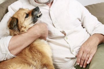 У київському районі ввели карантин через сказ