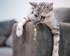 Кот