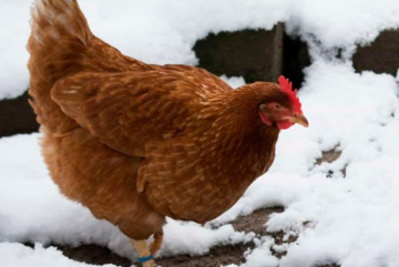 Курки, кадр з відео