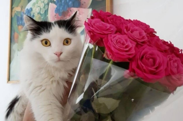 Букет квітів, зображення з вільних джерел