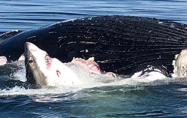 Акула поїдає мертвого кита, скріншот
