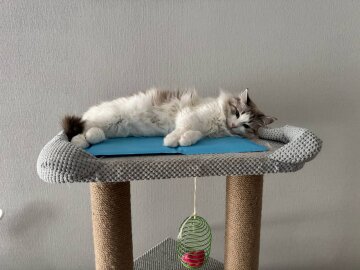 Котик, зображення: Знай.ua