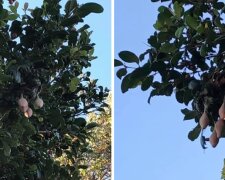 Інопланетні кокони замість груш над головою: жінка побачила дивні плоди і почала чекати на НЛО