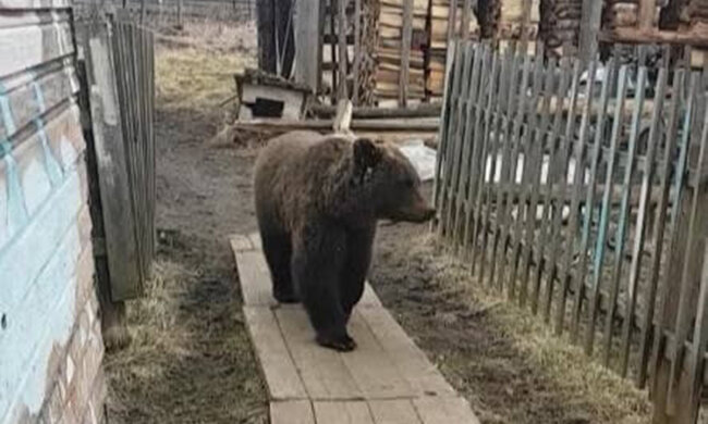 Медведи терроризируют деревню под Петербургом