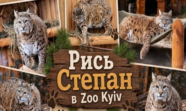 Рись Степан у Київському зоопарку