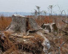 Під Вінницею лісника розчавило дерево: нещасного довелося збирали по частинах