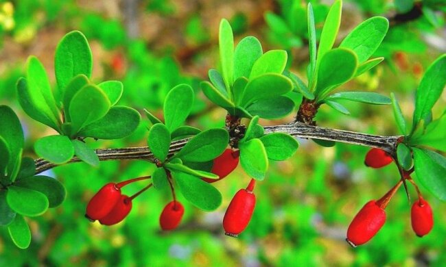 Дієтологи розповіли, яка осіння ягода лікує ревматизм