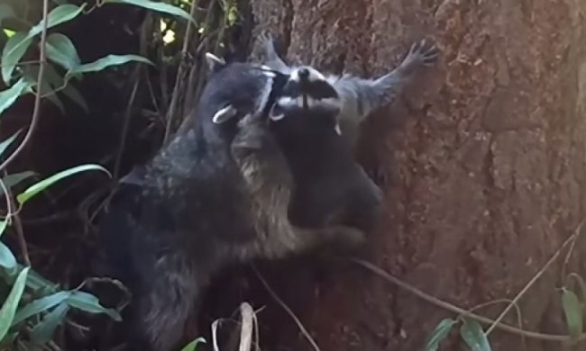 Мама-єнот вчить малюка лазити по деревах - вибух мережей (відео)