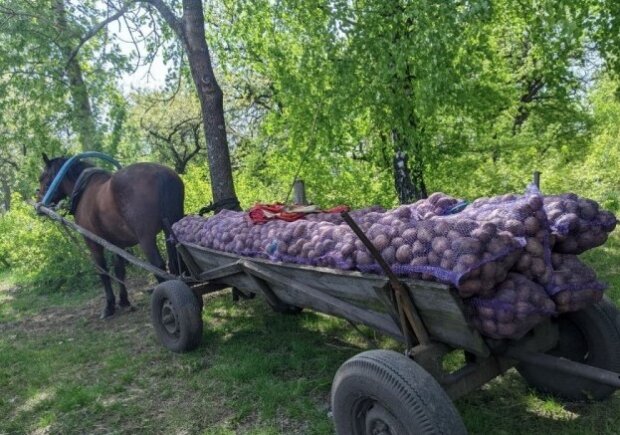 Картопля. Фото: Волинські новини
