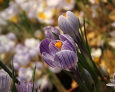 Квіти, фото pxhere.com