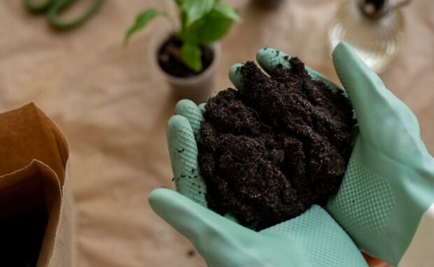 Как человеческие фекалии могут стать ценным удобрением для вашего сада: запаха нет и очень экологично