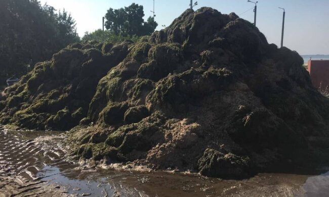 Водоросли. Фото: Народный ревизор.