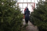 Ялинки в Іавно-Фракнівську, кадр з відео, зображення ілюстративне: YouTube