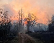 Чорнобильський ліс, скріншот: Facebook