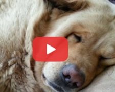 Собака-хропун розсмішив користувачів YouTube