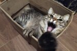 Кот в коробке - это не всегда про игру: в каком случае такое поведение может говорить о проблеме