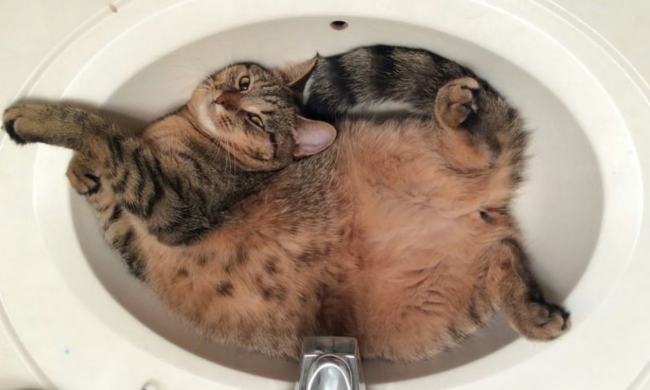 Кіт, тарифи на воду / фото: Pinterest