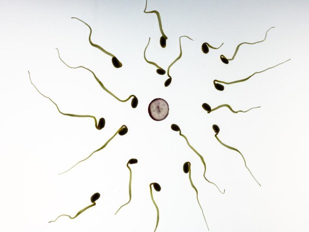Марихуана и сперматозоиды семена канабиса купить курск