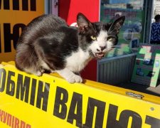 Курс валют на 23 июля: евро и доллар внезапно подскочили