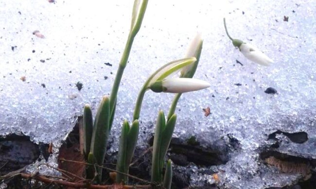 Подснежники, фото: Вечерний Киев