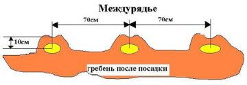 Схема посадки картофеля