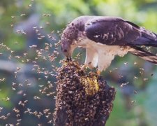 Вчені виявили унікальний вид птахів