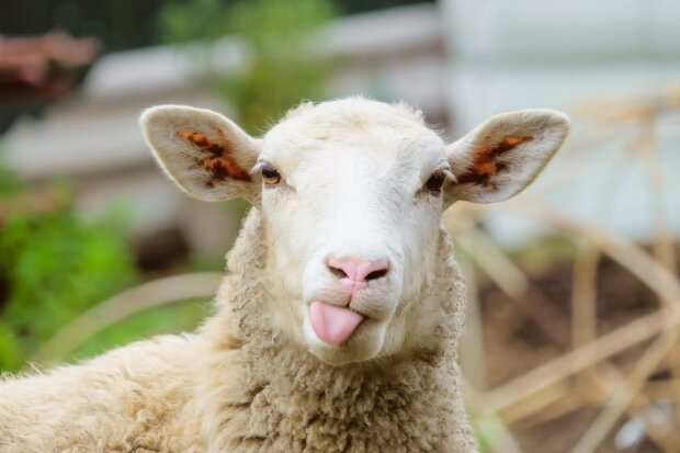 Овца, фото Shutterstock