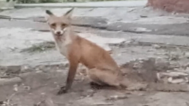 Лисиця, фото: скріншот з відео