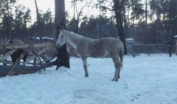 На столичній Троєщині зник кінь (фото)