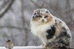 Погода в Україні, фото з pxhere