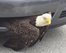 Буревій ув'язнив птаха в радіаторі автомобіля