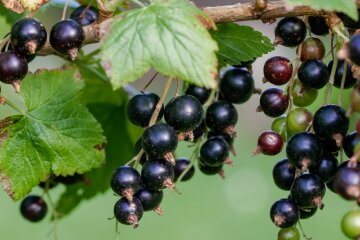 Чорна смородина, фото: Pixabay