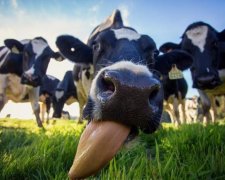 Дивна смерть: корови вбили британського мільйонера