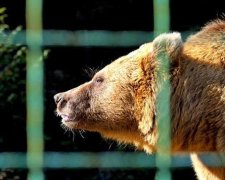 Ведмедів реабілітують у природних умовах на Закарпатті (фото)