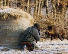 На Рівненщині виявили свинячу чуму