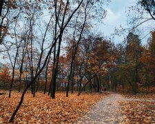 Ліс, фото: Знай.ua