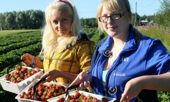 У цьому році в Польщі рекордна кількість "заробітчан"