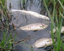 Вінницький спиртзавод згубив рибу у водоймах