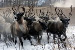 Північні олені вимирають