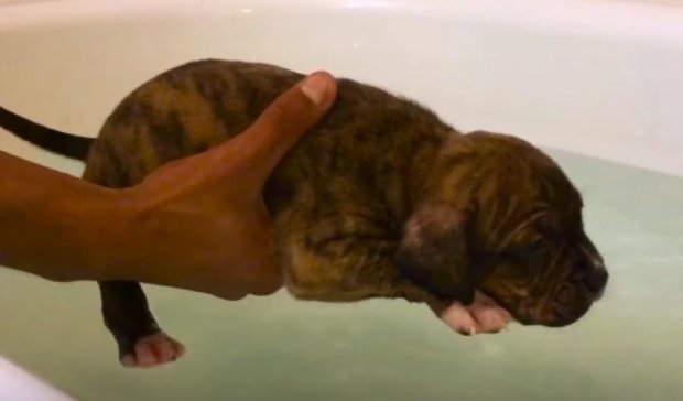 Как маленькие питбули учатся плавать (видео)