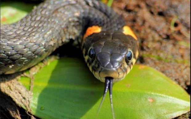 Змії в лісі: як врятуватися від укусів на відпочинку