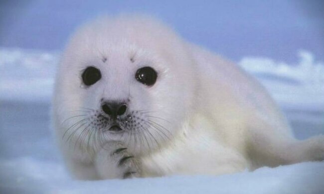 Милий тюлень став зіркою мережі