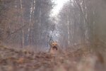 Поганий хлопчик: пес приніс господареві людську ногу