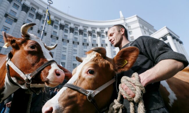 Гроші віддадуть не студентам, а коровам: в партії Порошенка запропонували новий законопроєкт