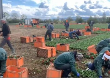 заробітчани, вкрін з відео