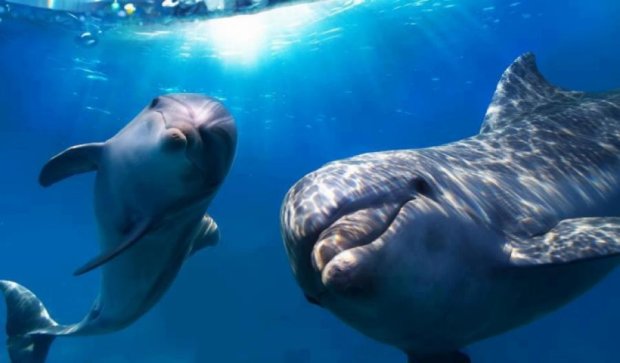 Вчені навчилися розпізнавати сигнали дельфінів