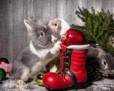 Кролики, символ года. Фото из свободных источников