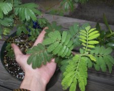 Россияне признали наркотиком популярное растение